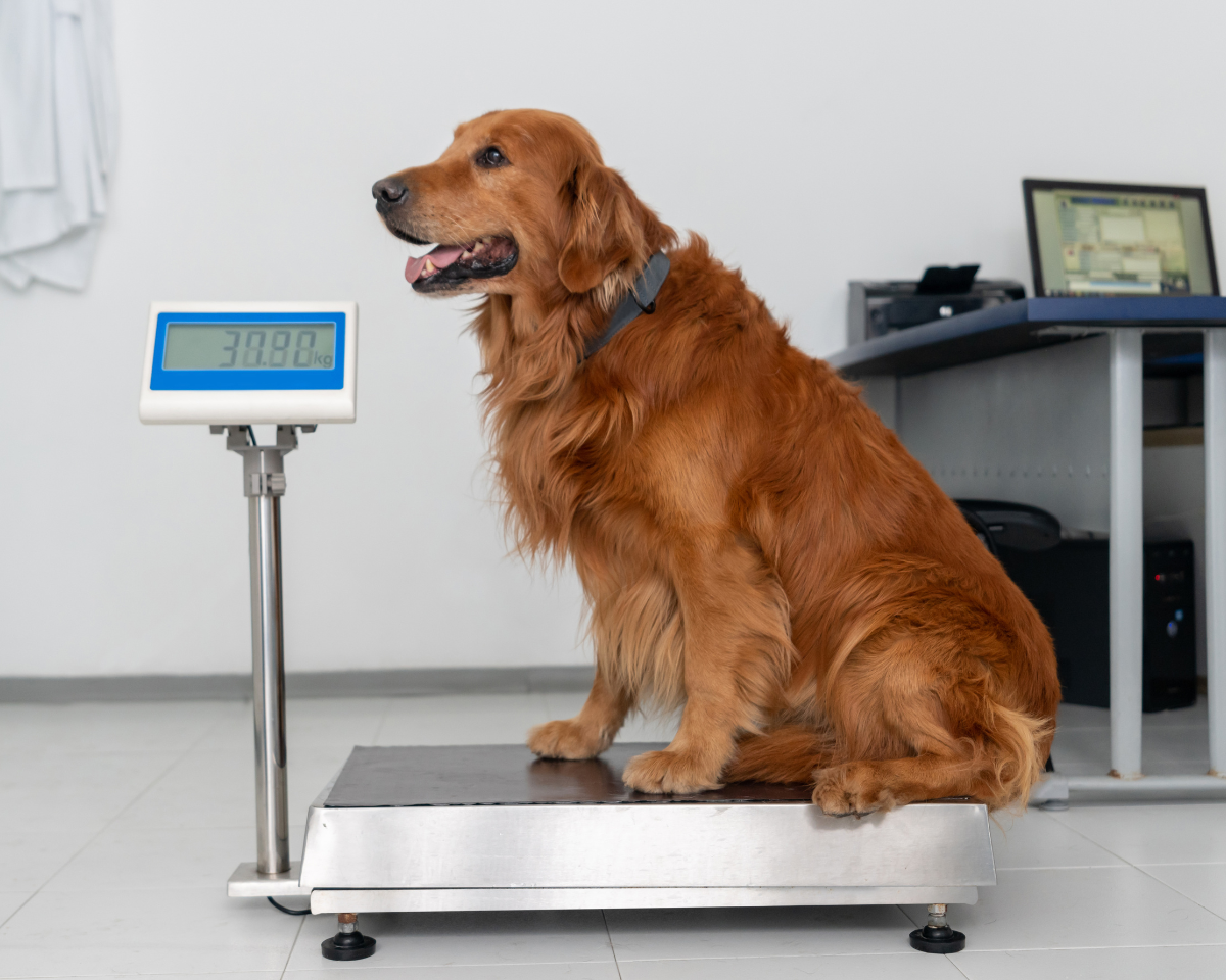 A dog sitting on a scale