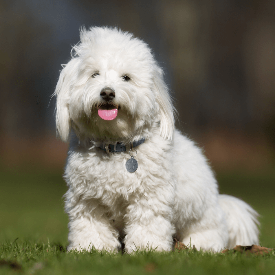 A white dog sitting on grass