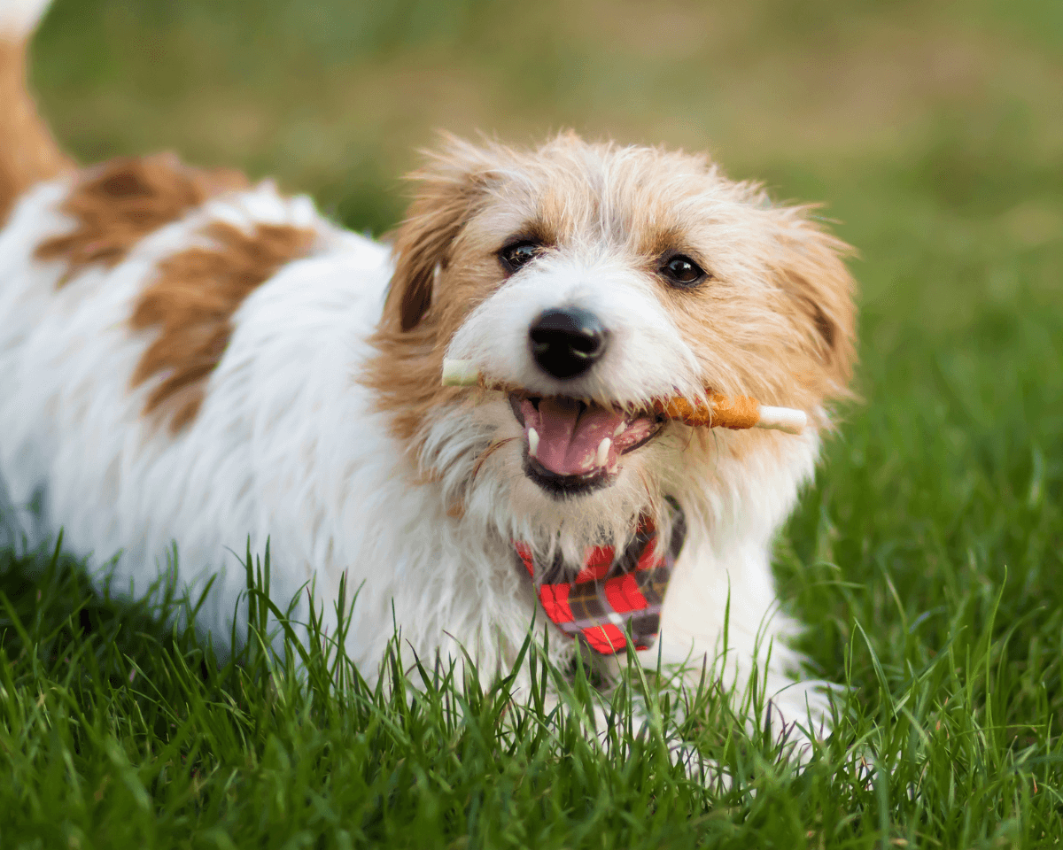 A dog lying in grass with a piece of denta stick in its mouth