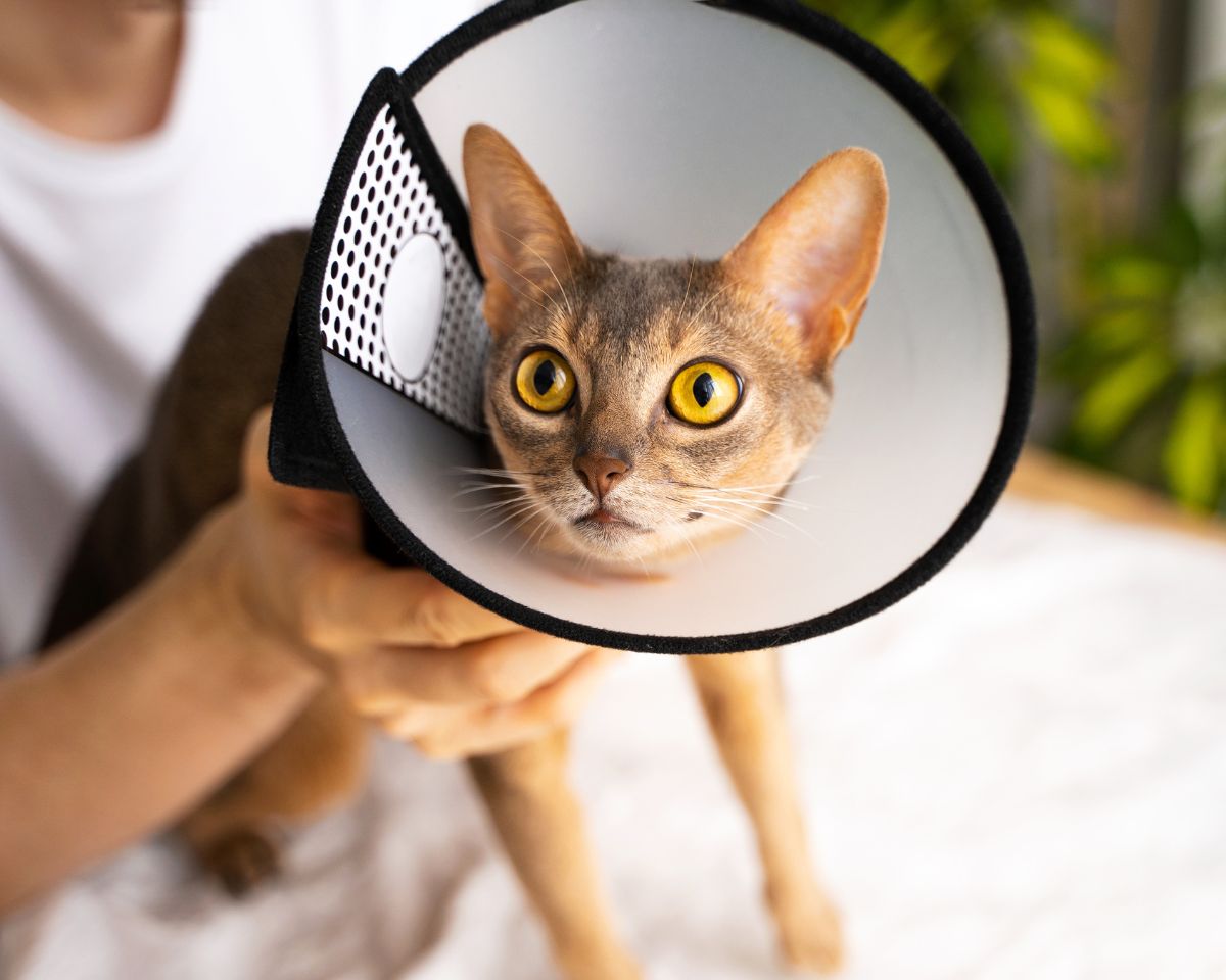 cat wearing surgery cone