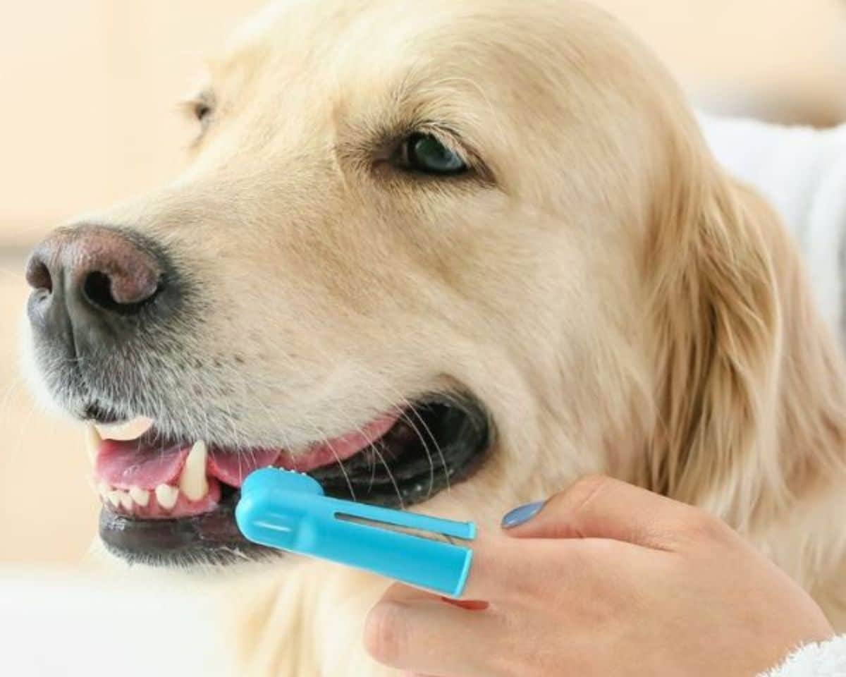 Pet Dental Care