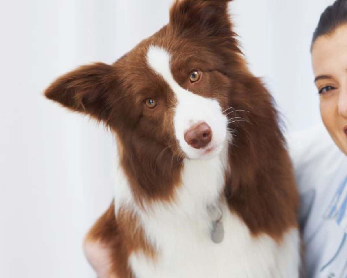 Pet Preventative Health Care