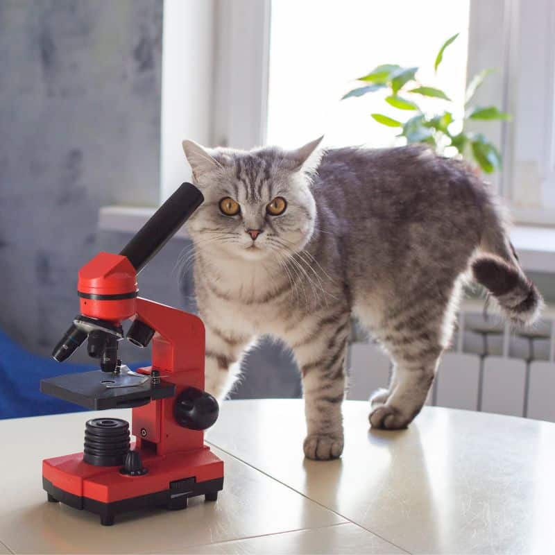 Cat standing next to a red microscope on a table