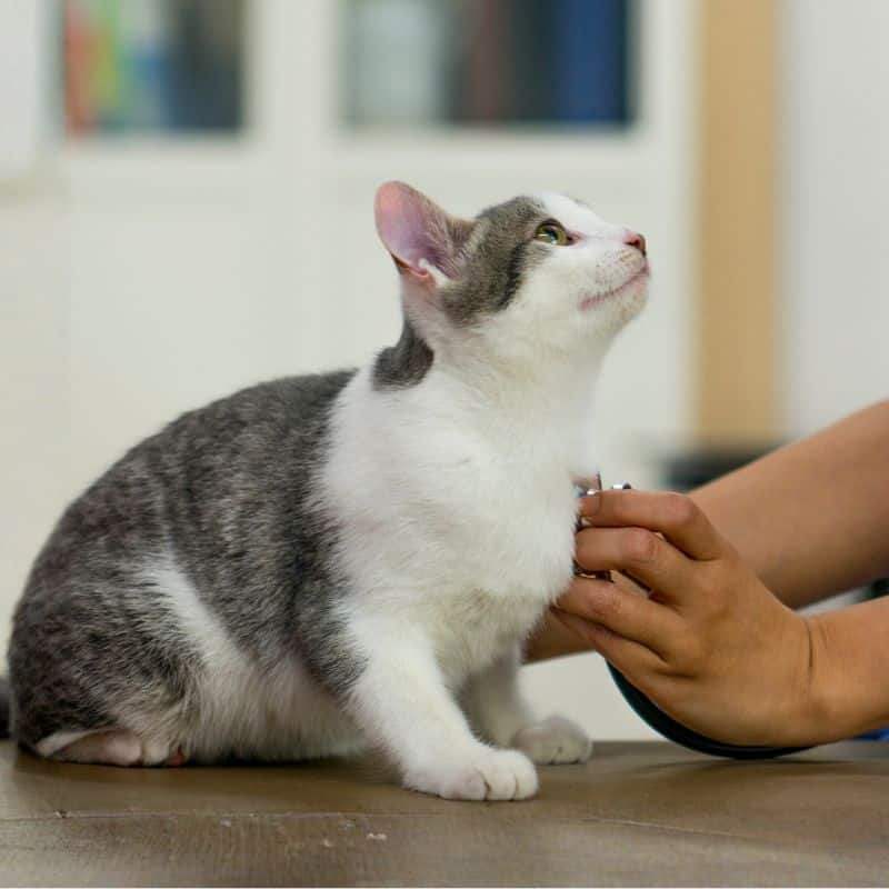 Cat receiving a health checkup