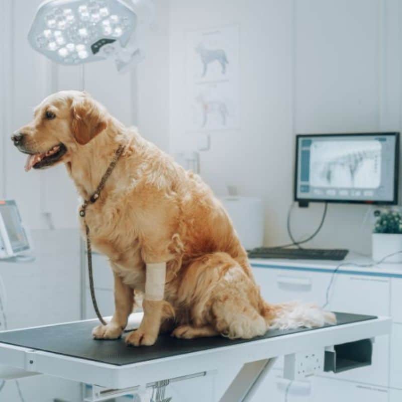 Dog in a clinic with a digital X-ray screen in the background