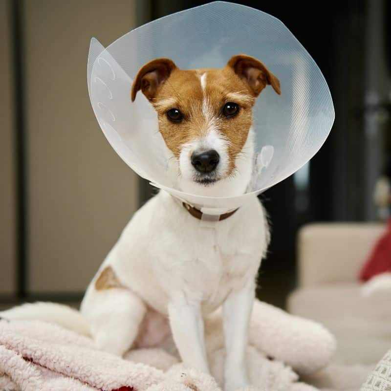 Small dog wearing an E-collar after surgery