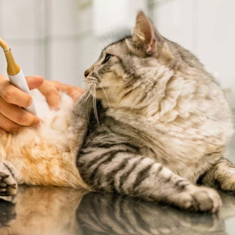 Veterinarian using an ultrasound scan on a tabby cat