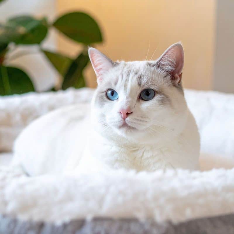 White cat relaxing in a pet bed