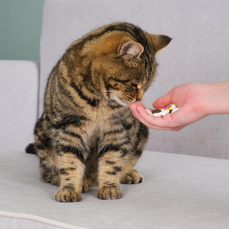 Giving pills to a cat